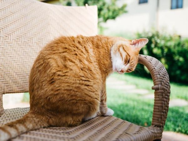 Tenuta Tizzauli - foto 35440.jpg