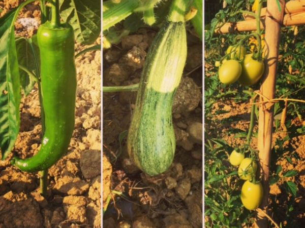 Agriturismo La Boscaglia - foto 35459.jpg