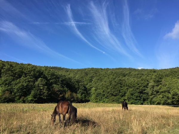 Agriturismo La Boscaglia - foto 35463.jpg