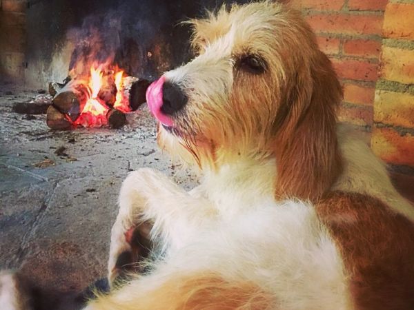 Agriturismo La Boscaglia - foto 35464.jpg