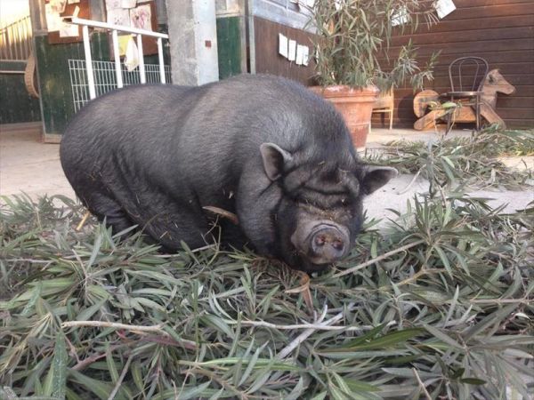 Fattoria Pieve a Salti - foto 35552.jpg