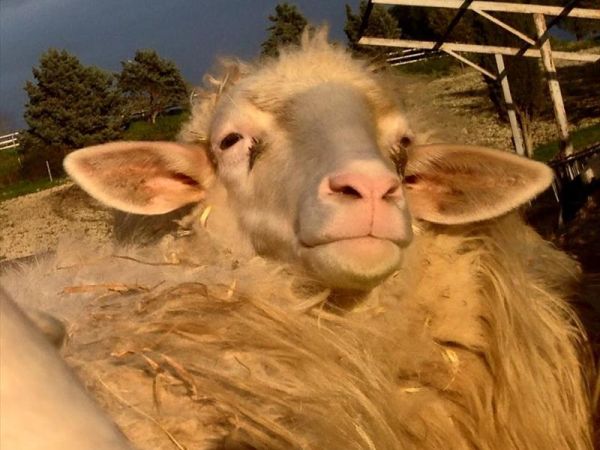 Fattoria Pieve a Salti - foto 35553.jpg