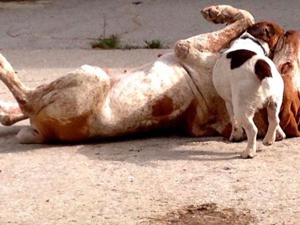 Fattoria Pieve a Salti - foto 35555.jpg