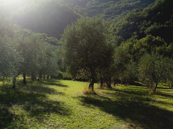 Agriturismo Country Room Il Moro - foto 35763.jpg
