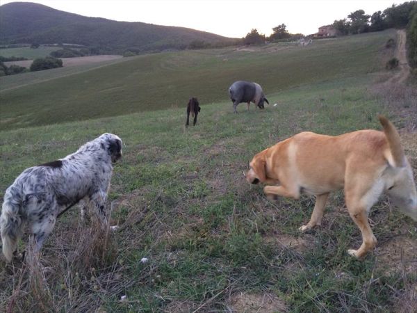 Agriturismo Fattoria Ricrio - foto 35813.jpg