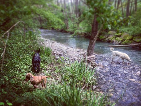 Agriturismo Il Cucciolo - foto 36297.jpg