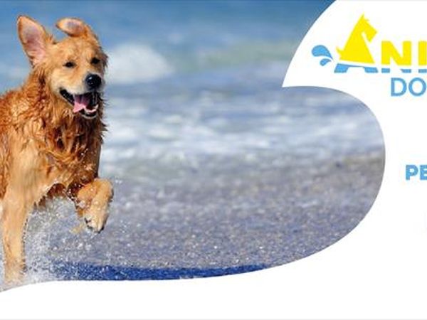 Animalido Dog Beach - foto 36448.jpg