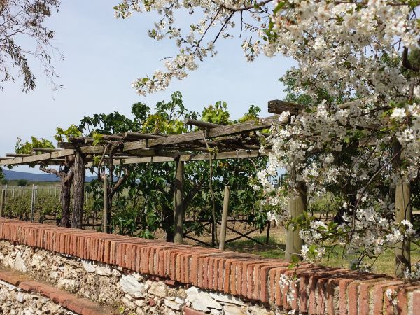 Agriturismo la Ranocchiaia - foto 36508.jpg