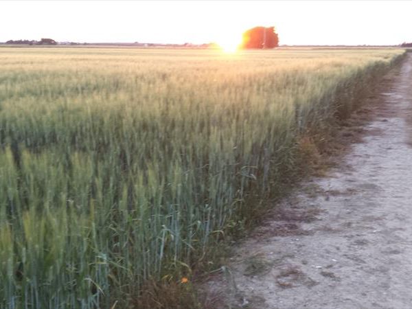 Agriturismo la Ranocchiaia - foto 36510.jpg