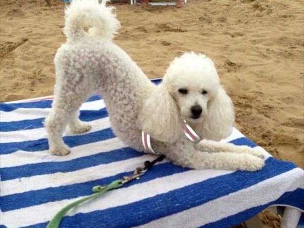 La Spiaggia di Pluto - foto 37054.jpg