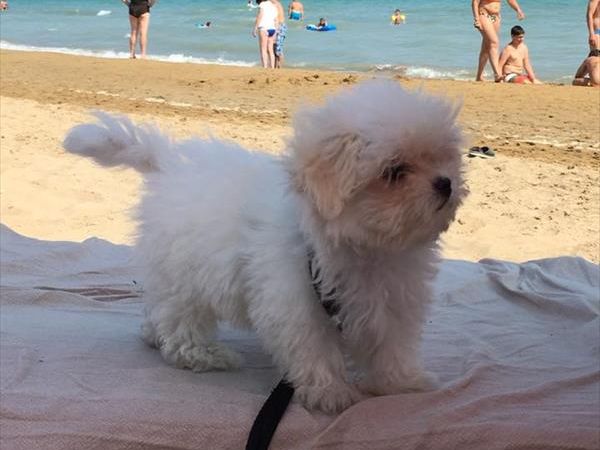 La Spiaggia di Pluto - foto 37065.jpg