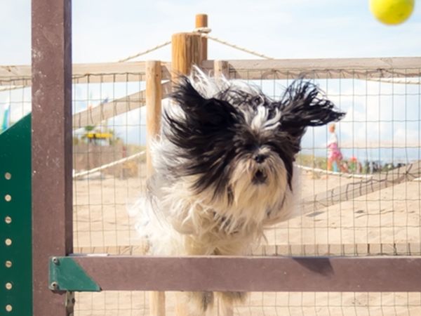 Bagno Tamerici Dog  - foto 37200.jpg