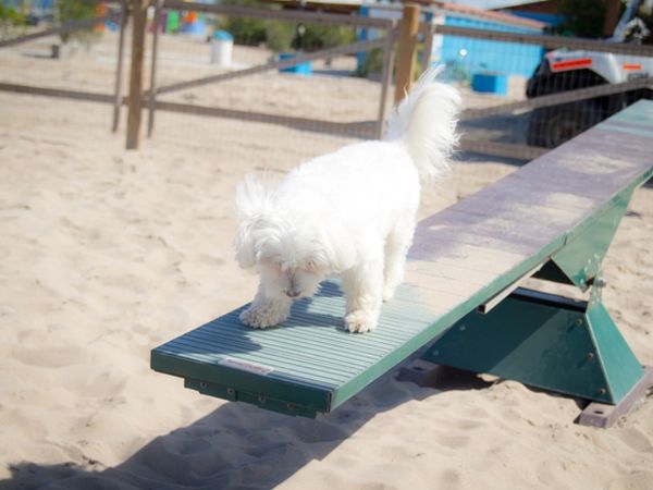 Bagno Tamerici Dog  - foto 37201.jpg