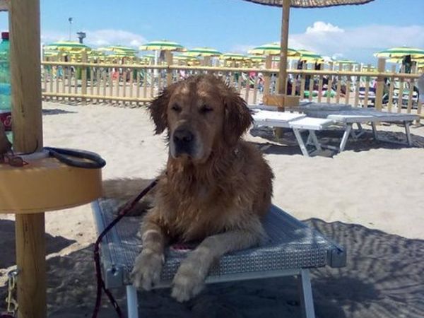 Bagno Tamerici Dog  - foto 37203.jpg