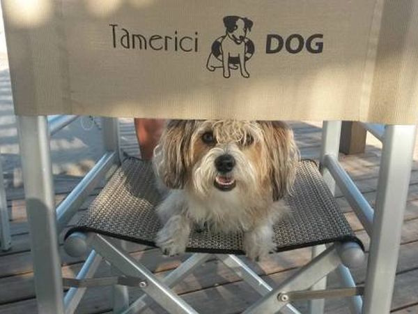 Bagno Tamerici Dog  - foto 37204.jpg