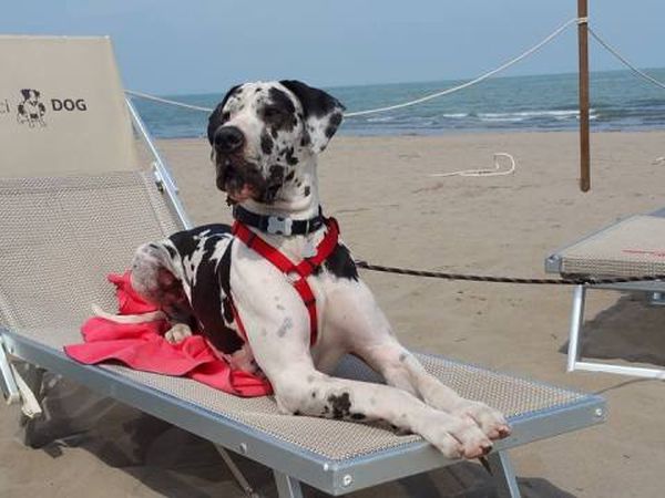 Bagno Tamerici Dog  - foto 37207.jpg