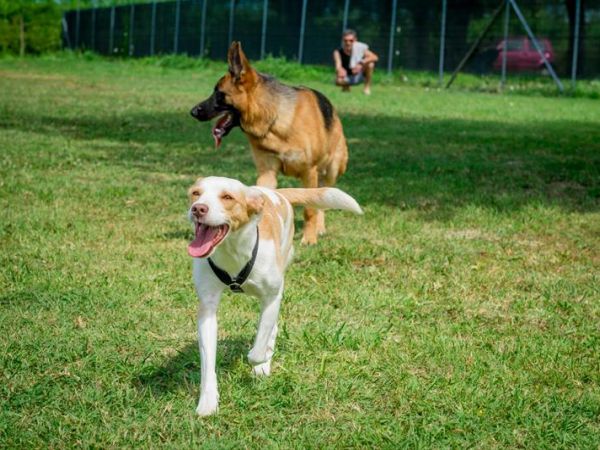 Altanea Green Camping - foto 37657.jpg