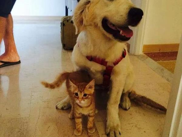 La Torre di SantAntonio - foto 37764.jpg