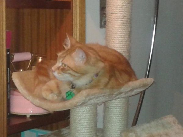 La Torre di SantAntonio - foto 37765.jpg