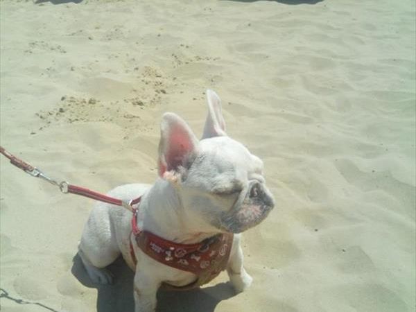 Stabilimento Balneare Tropical - foto 37901.jpg