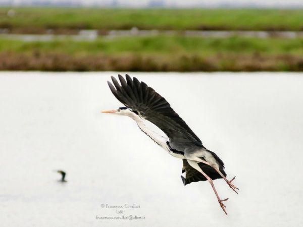 Agenzia SIT - foto 38059.jpg