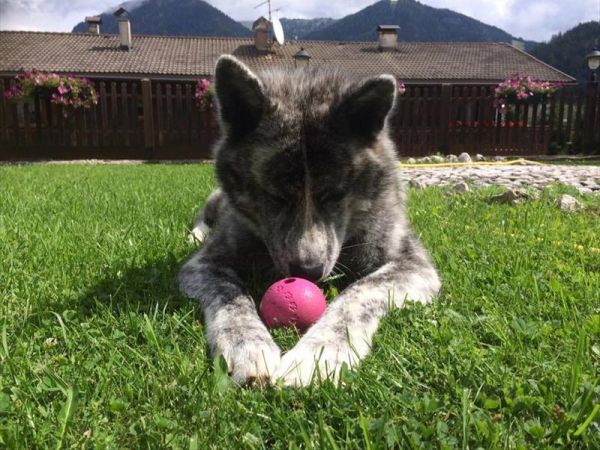 Alpine Touring Hotel - foto 38298.jpg