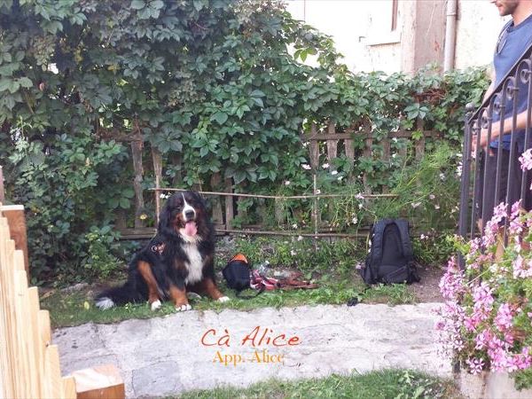 C� Alice... Cuccia e Relax al Lago di Ledro - foto 38442.jpg