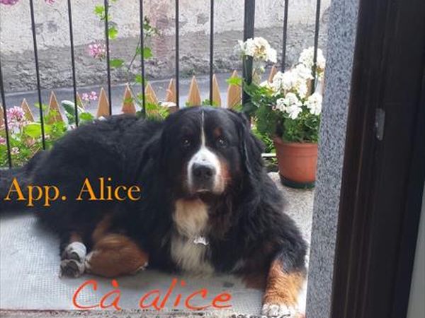 C� Alice... Cuccia e Relax al Lago di Ledro - foto 38443.jpg