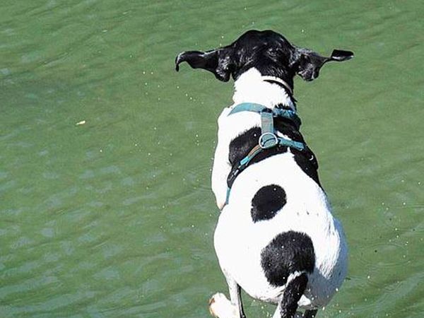 Animalido Dog Beach - foto 38563.jpg