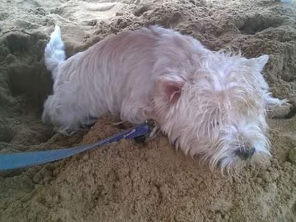 Sfinal Residence - foto 38584.jpg