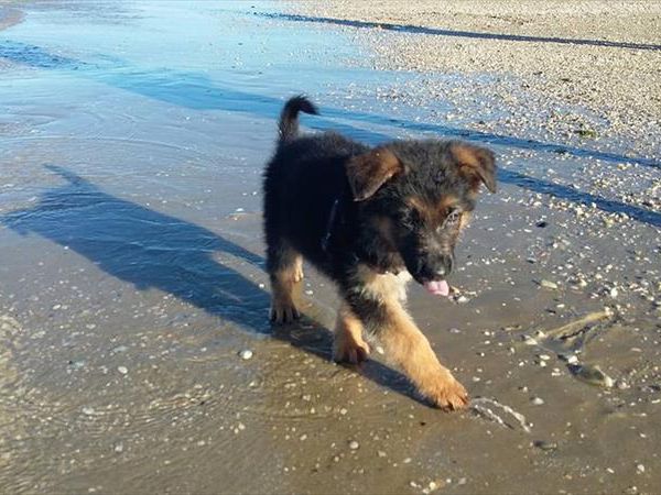 Hotel Spiaggia DOro - foto 38710.jpg