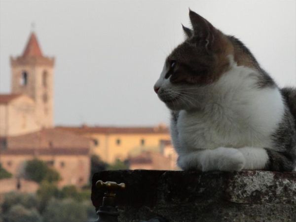 Agriturismo i Pitti - foto 38740.jpg