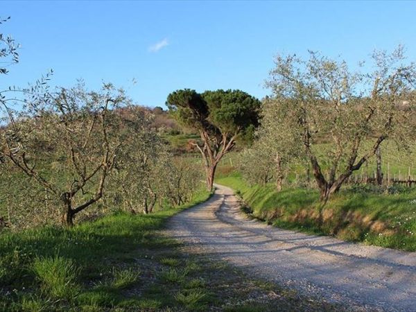 Azienda Agricola Frascole - foto 39389.jpg