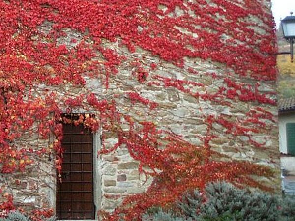 Azienda Agricola Frascole - foto 39392.jpg