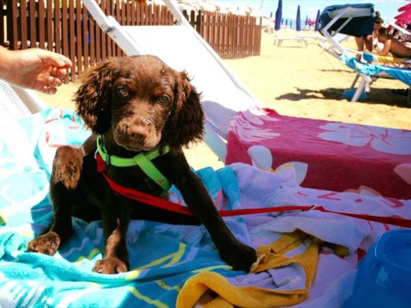 La Spiaggia di Duke - foto 39513.jpg