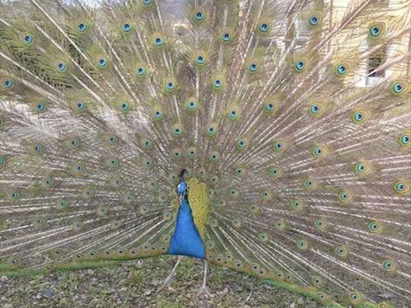 La Fattoria del Farneto - foto 39607.jpg