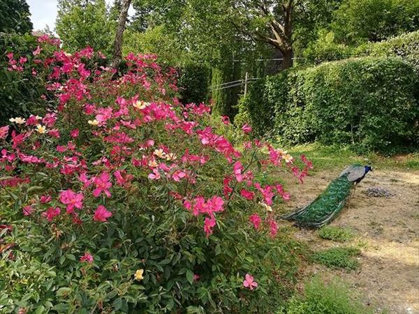 La Fattoria del Farneto - foto 39610.jpg