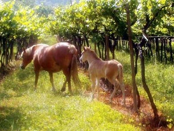 Agritur Michelotti - foto 39804.jpg