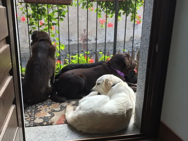 C� Alice... Cuccia e Relax al Lago di Ledro - foto 39948.jpg