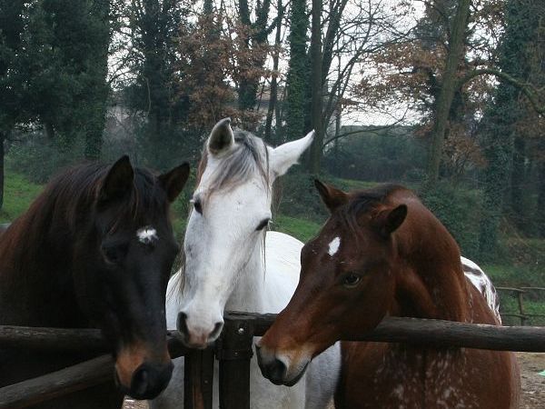 Agriturismo Villa Stabbia - foto 40172.jpg
