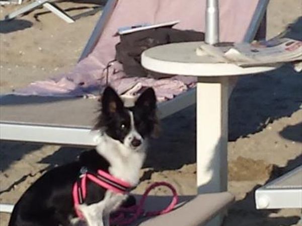 Bagni Dario - foto 40415.jpg