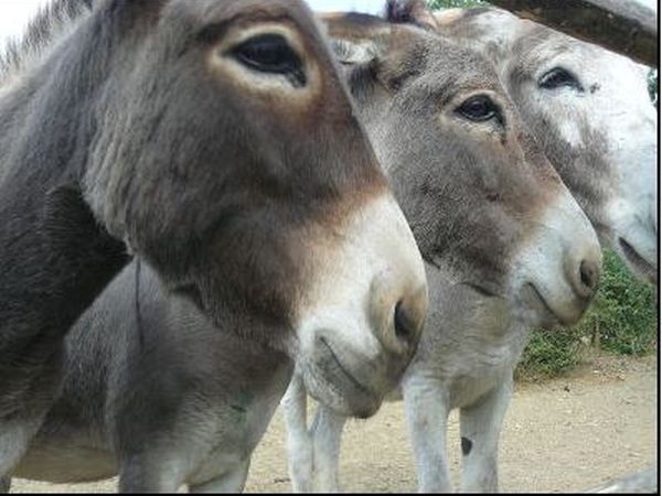 Casale Le Crete - foto 40784.jpg