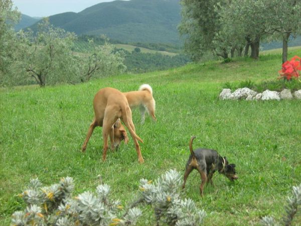 Agricampeggio Il Colono - foto 40984.jpg