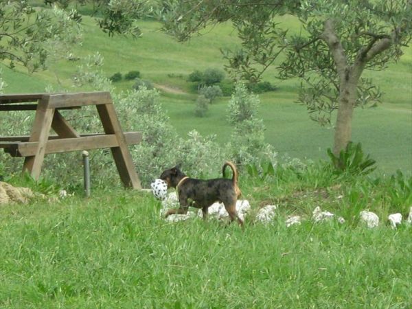 Agricampeggio Il Colono - foto 40985.jpg