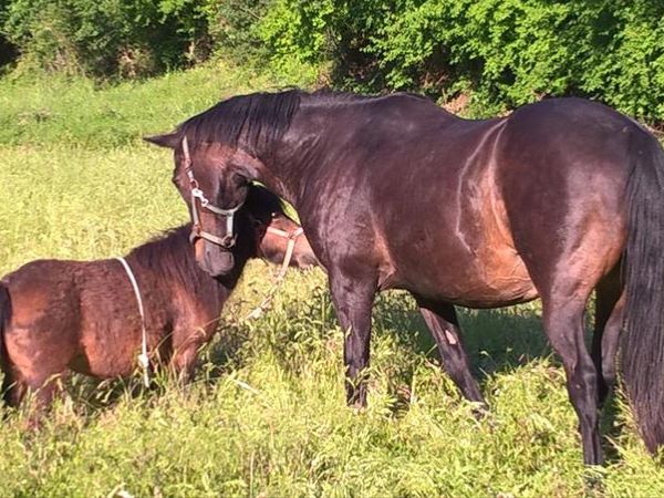 Agriturismo C dArgella - foto 41025.jpg
