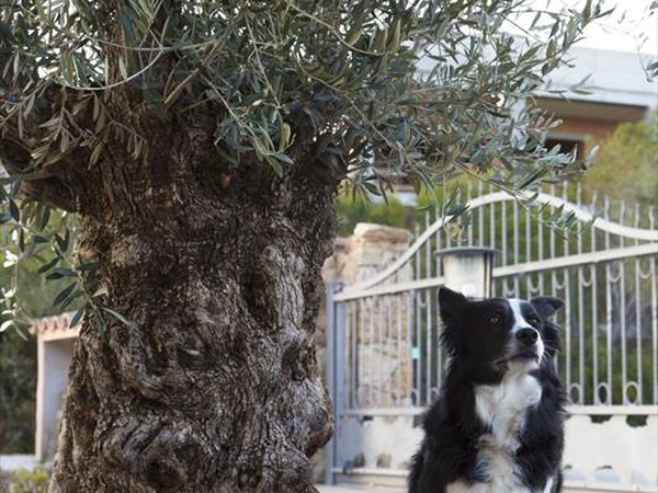 Bados Mare - foto 41840.jpg