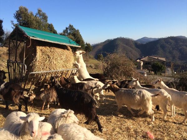 Agriturismo degli Olivi  - foto 42227.jpg