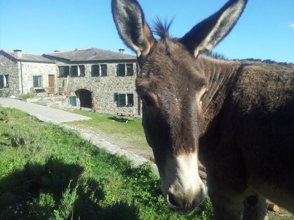 Agriturismo degli Olivi  - foto 42232.jpg