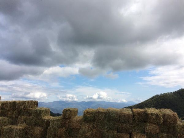 Agriturismo degli Olivi  - foto 42235.jpg