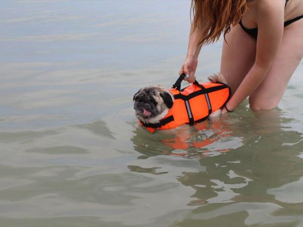 ISLAMORADA - Dog Beach  - foto 42275.jpg